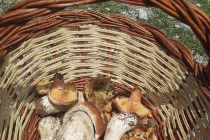 Uns quants bolets de qualitat per a recol·lectors amb experiència - El micòleg del CTFC Juan Martínez va explicar que en les últimes setmanes han aflorat alguns fongs de mala qualitat, corcats, en llenguatge boletaire. Tanmateix, els recol·le ...