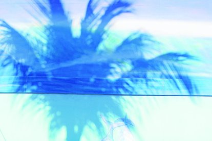 De arriba a abajo y en sentido horario, palmeras en California, Rep. Dominicana, Arizona y Florida.