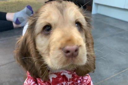 Posar ‘ullets’ canins