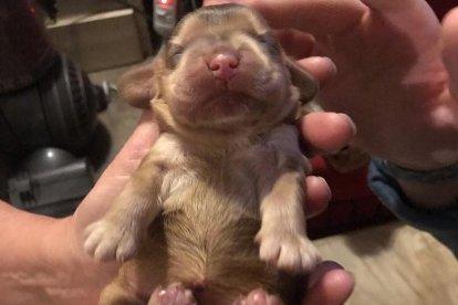 Posar ‘ullets’ canins