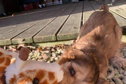 Posar ‘ullets’ canins