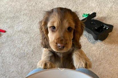 Posar ‘ullets’ canins
