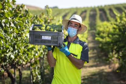 Raimat mujer el pistoletazo de salida a su vendimia ecológica