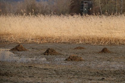 Retiren més de 300 tones d'una planta aquàtica invasora del pantà de la Torrassa