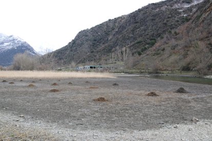 Retiren més de 300 tones d'una planta aquàtica invasora del pantà de la Torrassa