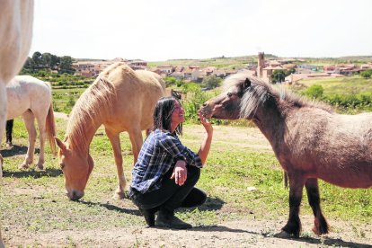 La Associació per la Recuperació i Rehabilitació d’Equins (ARRE) acoge actualmente a 15 caballos en el refugio de Alcanó.