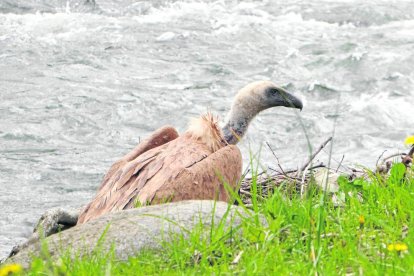 Bombers voluntaris van rescatar un cabirol a Alfarràs.
