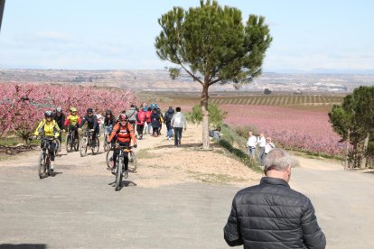 Imagen de uno de los grupos de japoneses que visitaron ayer los campos en flor de Aitona.