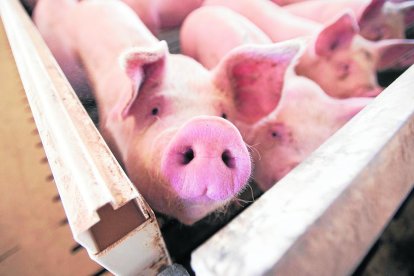 El sector de la producció de porcí de Lleida factura prop de 900 milions