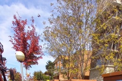 Los Bomberos rescatan una iguana de un árbol