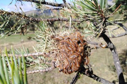 Esta semana se hace el tratamiento en el Alt Urgell y el Solsonès.