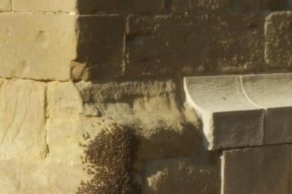 Retiren un eixam d'abelles de l'església de Linyola