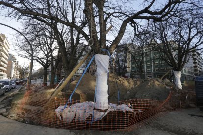 Los dos árboles, antes de ser reubicados, el pasado enero.