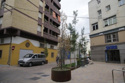 Los dos árboles, antes de ser reubicados, el pasado enero.