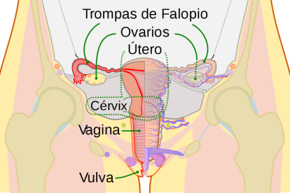 La dietista Alba Barbero es va afegir dijous a la campanya viral #1in10.