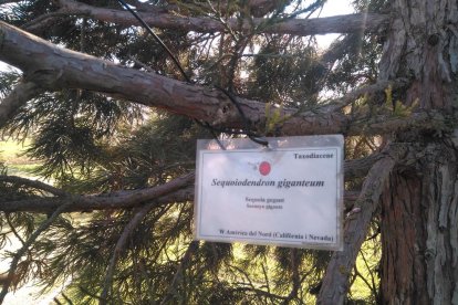 Otro de los árboles que tienen padrino.