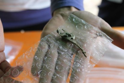 Imagen de parte del esqueleto hallado ayer.