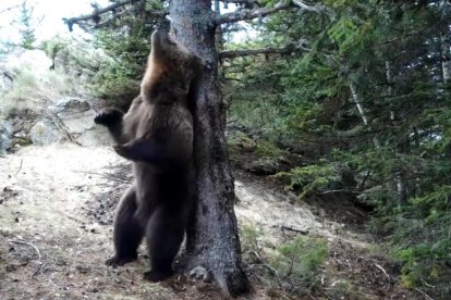 Un oso fotografiado en La Vall de Cardós esta semana.