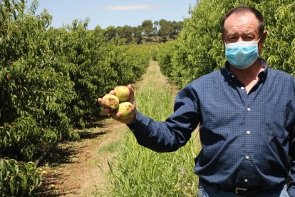 Josep Maria Companys mostra fruits destrossats per la pedra a la seua finca de Torres de Segre.