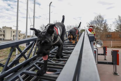 Ernest Capdevila, del Grup Caní de Recerca de Bombers de la Generalitat, amb Lali i Inde ahir al parc del cos a Lleida.