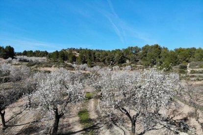 Fotografía de almendros en flor en el Segrià.