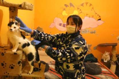 Una voluntària de Progat al refugi.