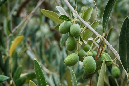 Fina Masip, a qui li van diagnosticar al·lèrgia al pol·len fa 30 anys, viu a prop del parc de la Mitjana.