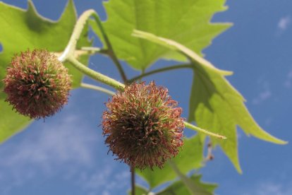 Fina Masip, a qui li van diagnosticar al·lèrgia al pol·len fa 30 anys, viu a prop del parc de la Mitjana.