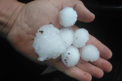 Fulles, olives i pedra al peu d’una de les oliveres afectades per la pedra a Bovera.