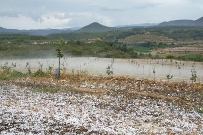 Fulles, olives i pedra al peu d’una de les oliveres afectades per la pedra a Bovera.