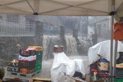 Fulles, olives i pedra al peu d’una de les oliveres afectades per la pedra a Bovera.