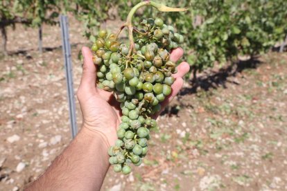 Una de las fincas de pera Blanquilla de Les Borges que debía comenzar a recogerse mañana.