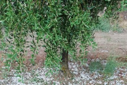 Una de las fincas de pera Blanquilla de Les Borges que debía comenzar a recogerse mañana.