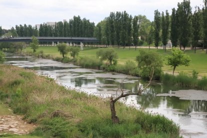 Las plantas acuáticas han colmatado ya varios tramos de la canalización, como puede apreciarse en esta imagen.
