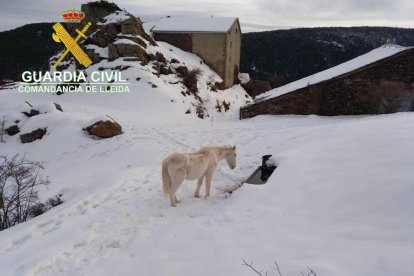 Denuncian una explotación ganadera de Soriguera por el mal estado de ocho caballos