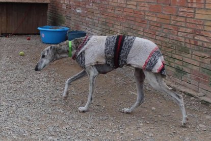 La asociación asume también las operaciones y las asistencias veterinarias de los gatos con problemas de salud.