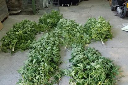 Un momento del operativo de la Guardia Civil ayer en Els Arcs.