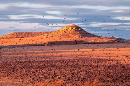Per què es comporten així els estonells? Mira el seu ball hipnòtic