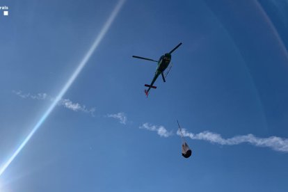 Els vedells han estat traslladats en helicòpter.