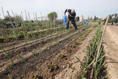 Un hombre ayer por la mañana en los huertos de Rufea.