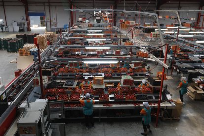 Imagen de trabajadores, buena parte de ellos mujeres, envasando producto en la cooperativa de segundo grado Fruits de Ponent.