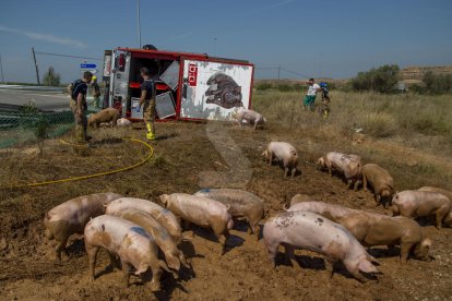 Vídeo | Bolca un camió carregat de porcs a Alfés