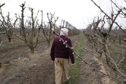 Francesc Xavier Miarnau analiza la situación de estos almendros en Aitona.