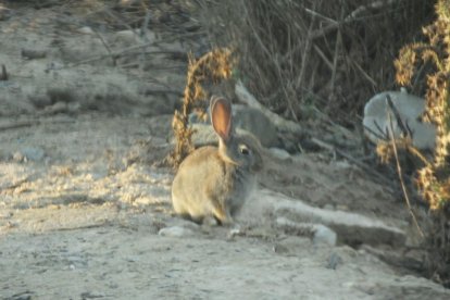 Afectats asseguren que es poden veure 100 conills a 50 metres.