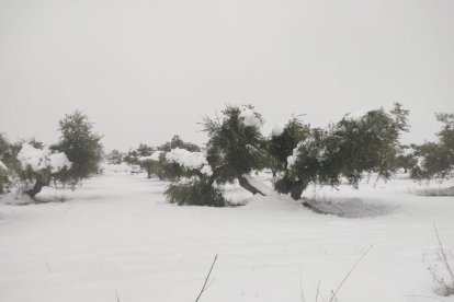 El peso de la nieve ha destrozado dos naves de esta granja avícola de Juneda.
