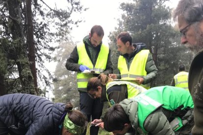 La captura de l’ós a Vielha diumenge i la petjada, de la qual es va fer un motlle.