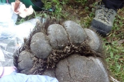 La captura de l’ós a Vielha diumenge i la petjada, de la qual es va fer un motlle.