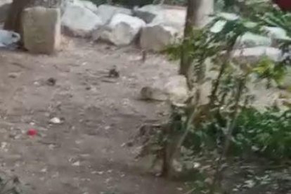 VÍDEO | Les rates ocupen un jardí de Lleida