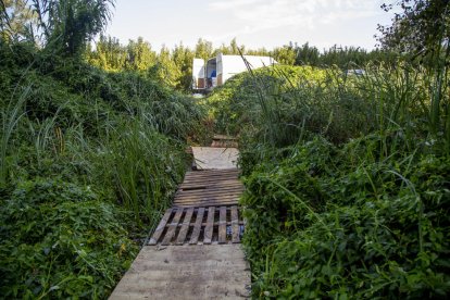 El sergent David Mora mostra una de les plantes.