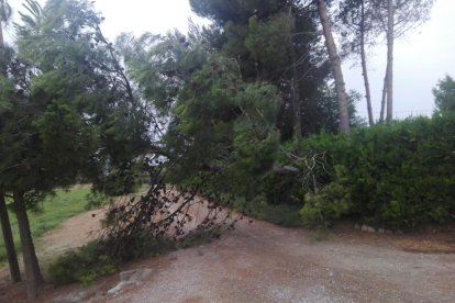 Bomberos en el incendio de vegetación que se originó ayer de madrugada en Vilaplana, núcleo de la Baronia de Rialb.